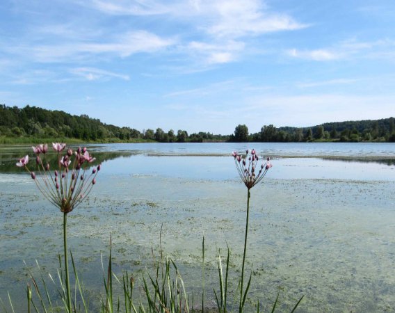 Pêche à l'Etang d'Haussonville